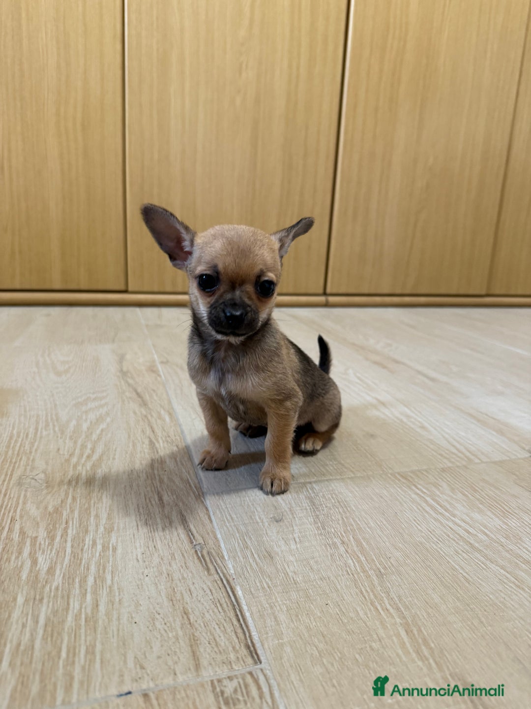 Chihuahua cani in vendita: Vendo cuccioli di Chihuahua a Provincia di Varese - Immagine 3