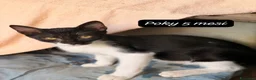 Europeo gatti in regalo: Gattini destinati alla colonia! a Provincia di Ferrara - Annuncio 4