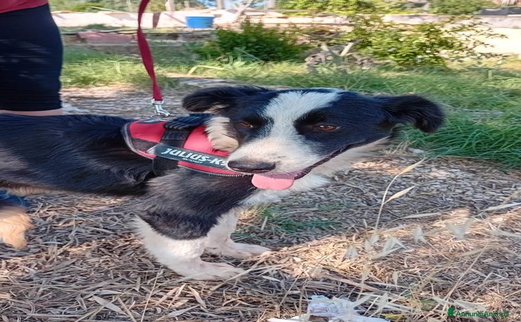 Meticcio cani a Provincia di Bergamo - Annuncio 6