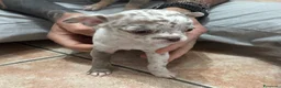 Chihuahua cani in vendita: Cuccioli chihuahua con il manto Arlecchino  a Provincia di Pavia - Annuncio 10