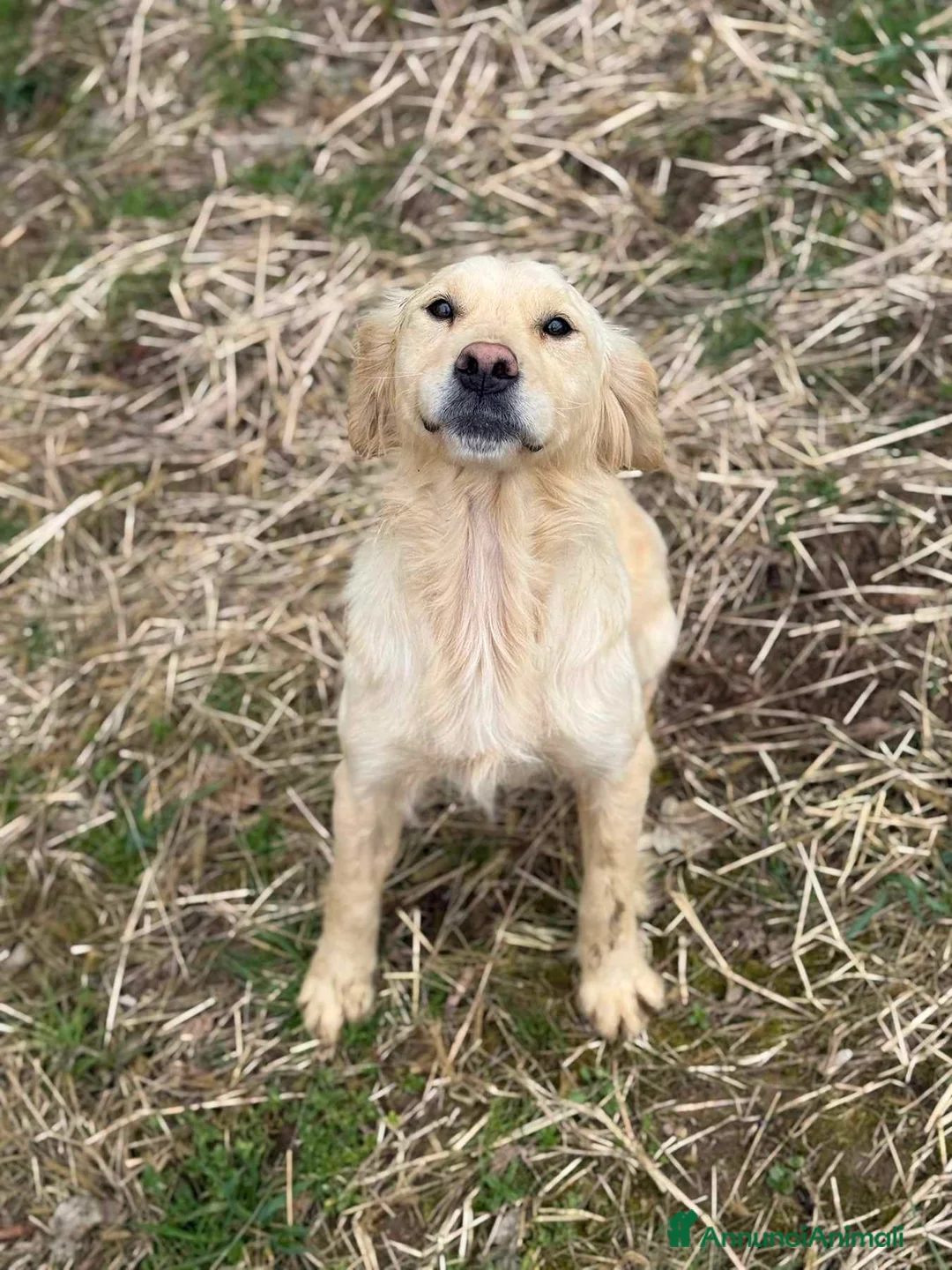 Golden Retriever cani in regalo: HONEY, mix GOLDEN RETRIEVER dolce come il miele! - Annuncio 2