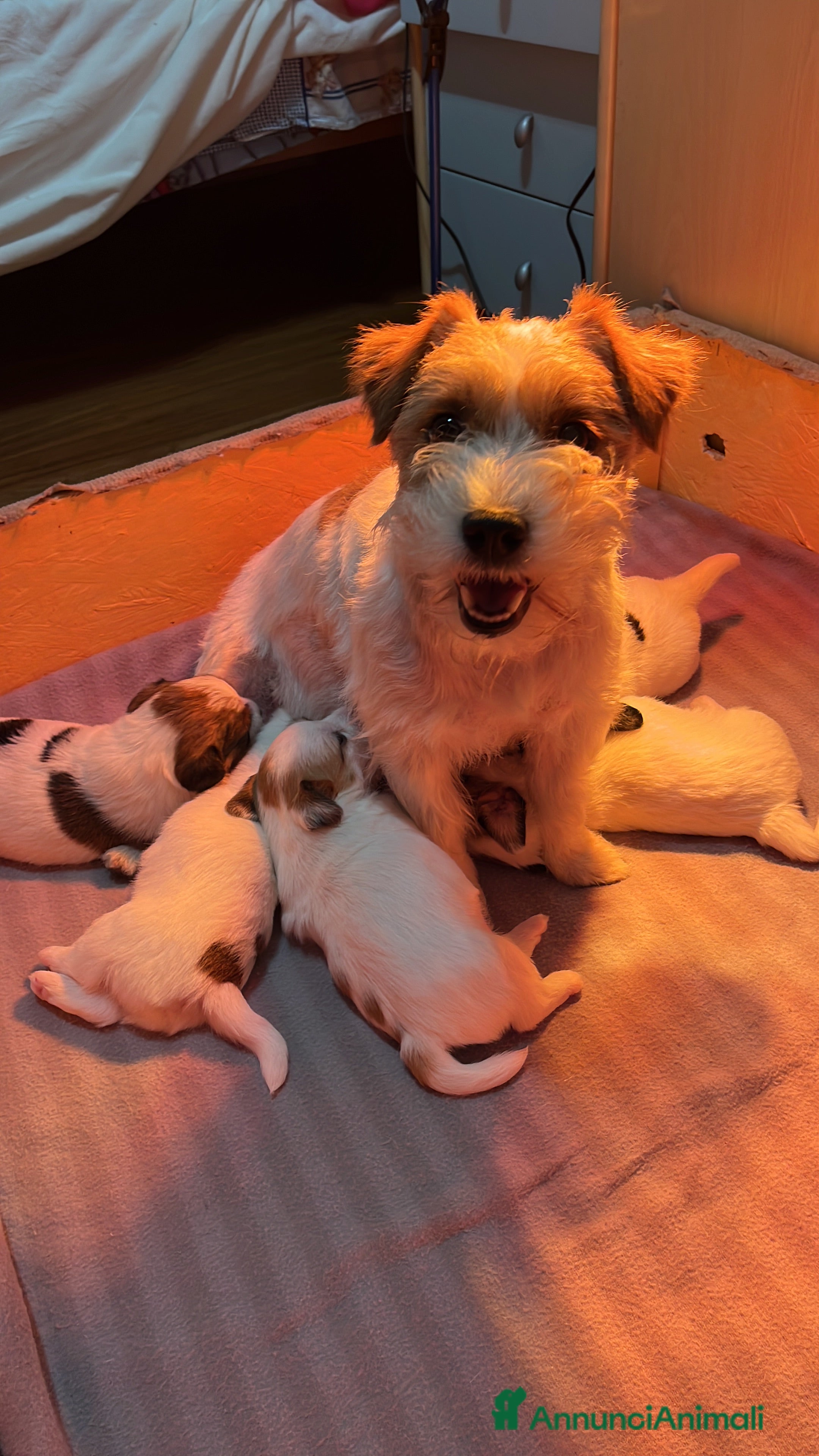 Jack Russell cani Cucciolo jack Russell terrier maschio  - Annuncio 2