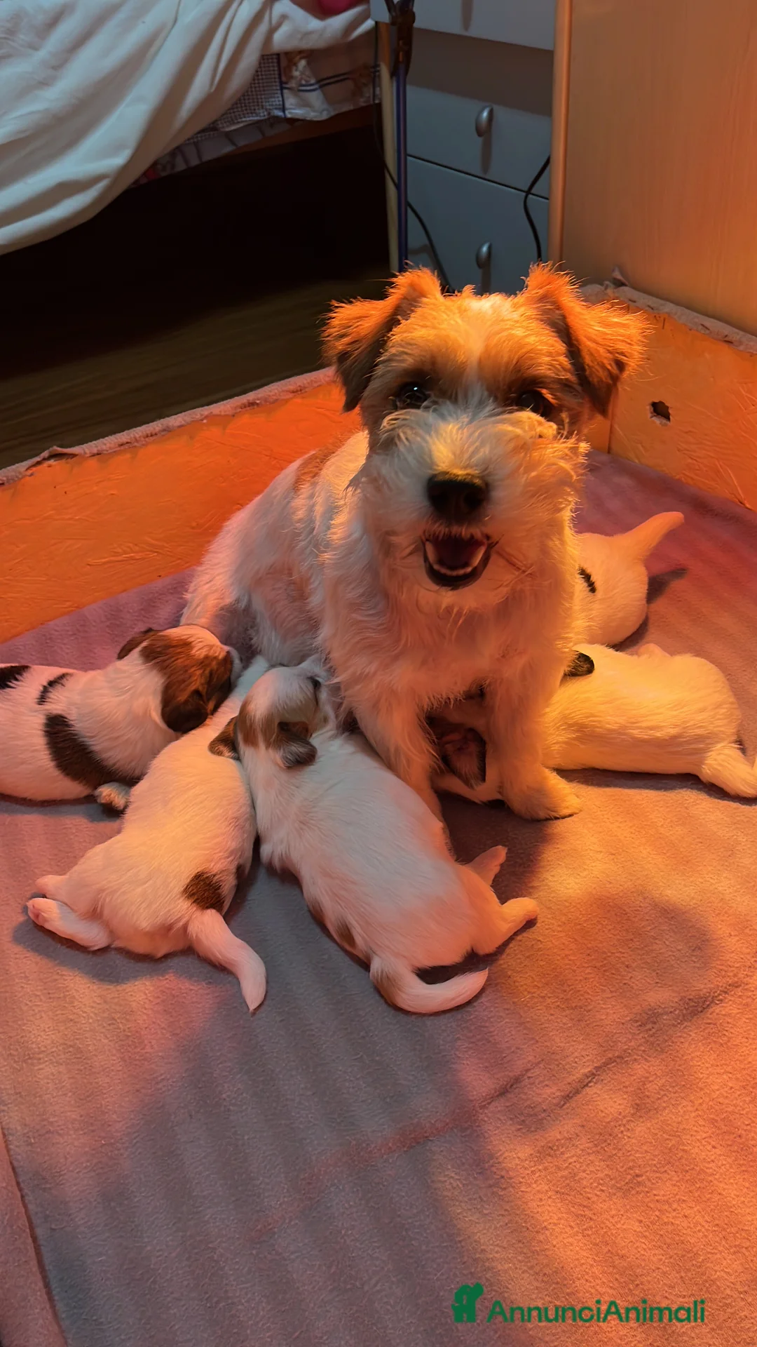 Jack Russell cani in vendita: Cucciolo jack Russell terrier maschio  - Annuncio 1