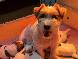 Jack Russell cani Cucciolo jack Russell terrier maschio - Annuncio 2