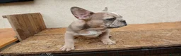 Bulldog Francese cani in vendita: Bulldog francese cuccioli - Annuncio 7
