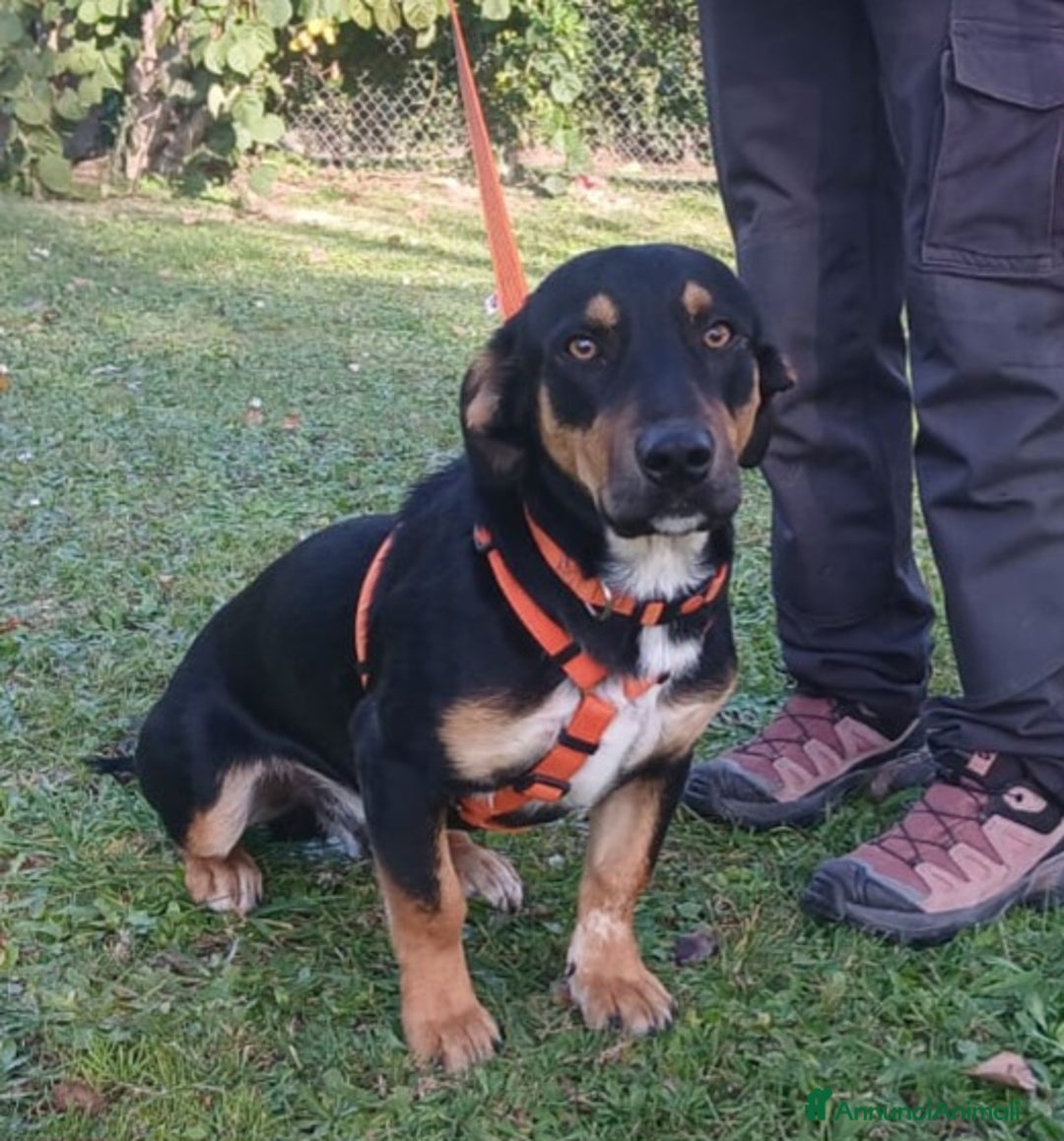 Meticcio cani in regalo: BRUNO HA BISOGNO DI UNA CASA E TANTO AMORE - Annuncio 1