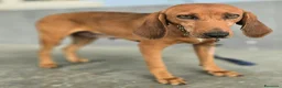 Segugio cani in regalo: Eugenia 3 anni segugia  - Annuncio 4