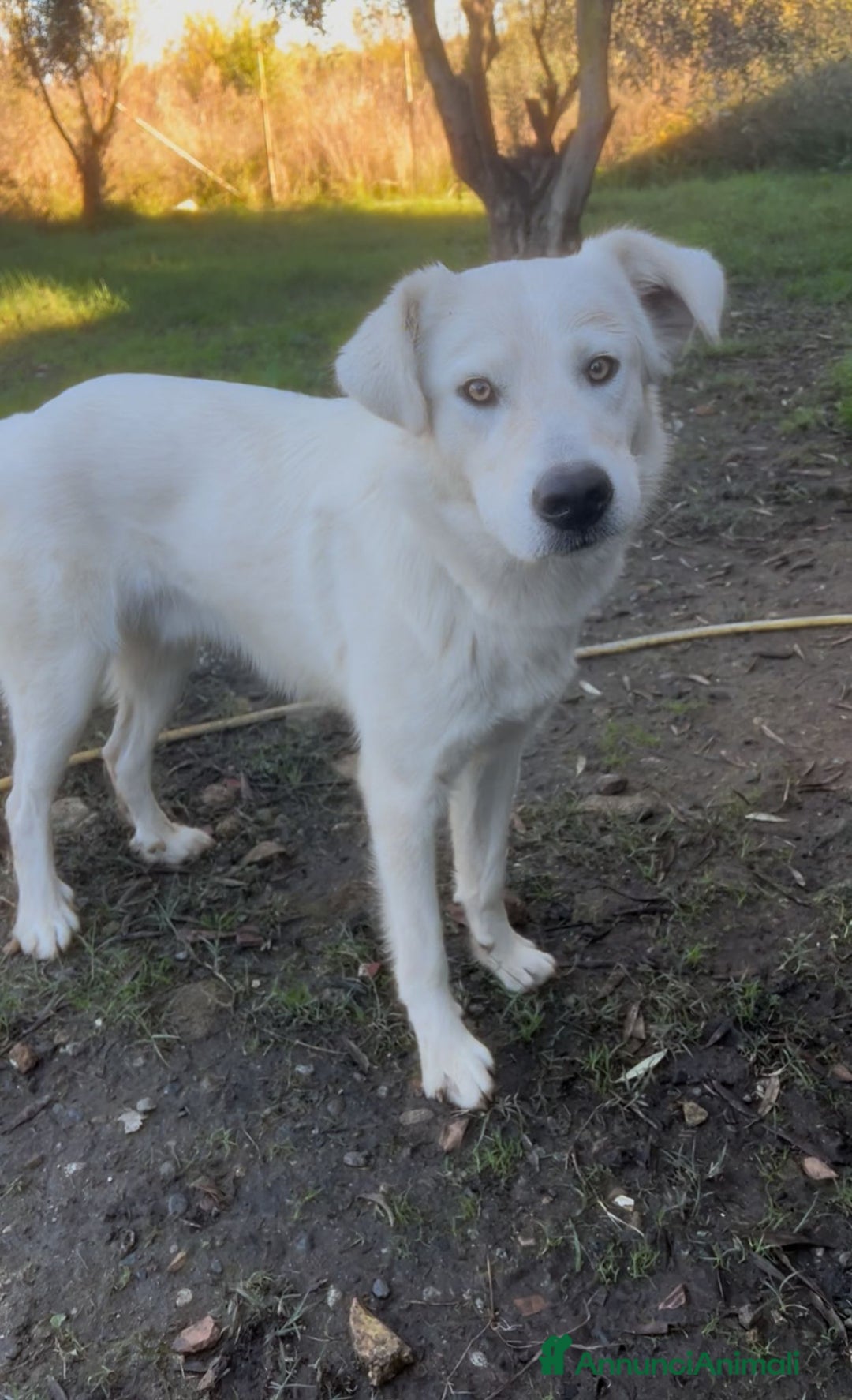 Meticcio cani in regalo: GUE’ 💙 - cucciolo splendido: nessuno chiama 😢🥺 - Annuncio 4