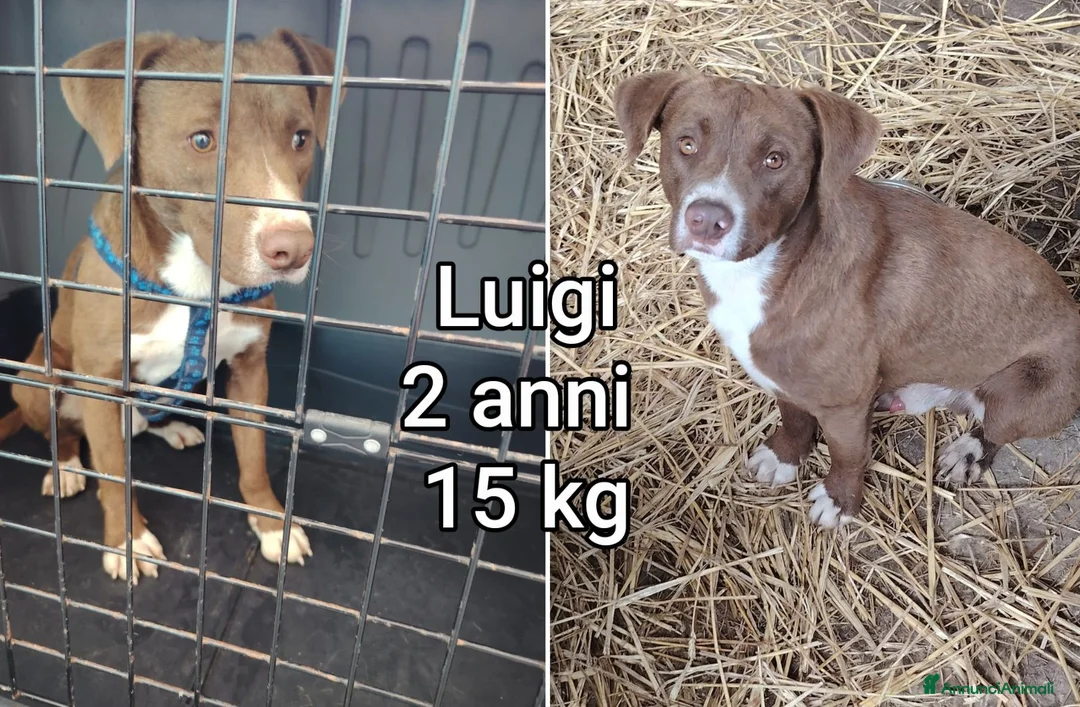 Meticcio cani in regalo: CANI TAGLIA PICCOLA E CONTENUTA  a Provincia di Pistoia - Annuncio 8