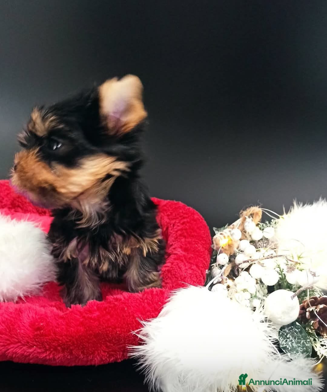 Yorkshire cani in vendita: Yorkshire terrier toy  - Annuncio 2