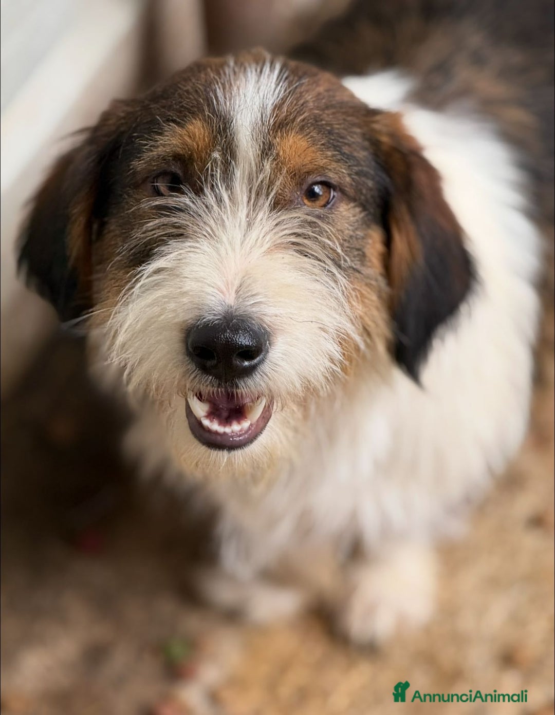 Meticcio cani in regalo: SPANK, pelosone super coccolone! - Annuncio 2