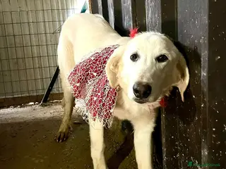 Meticcio cani LA TENERA ZULEIA a Città metropolitana di Milano - Annuncio 25