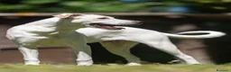Meticcio cani in regalo: APOLLO L'ESTATE E' PASSATA ED E' ANCORA IN CANILE - Annuncio 3
