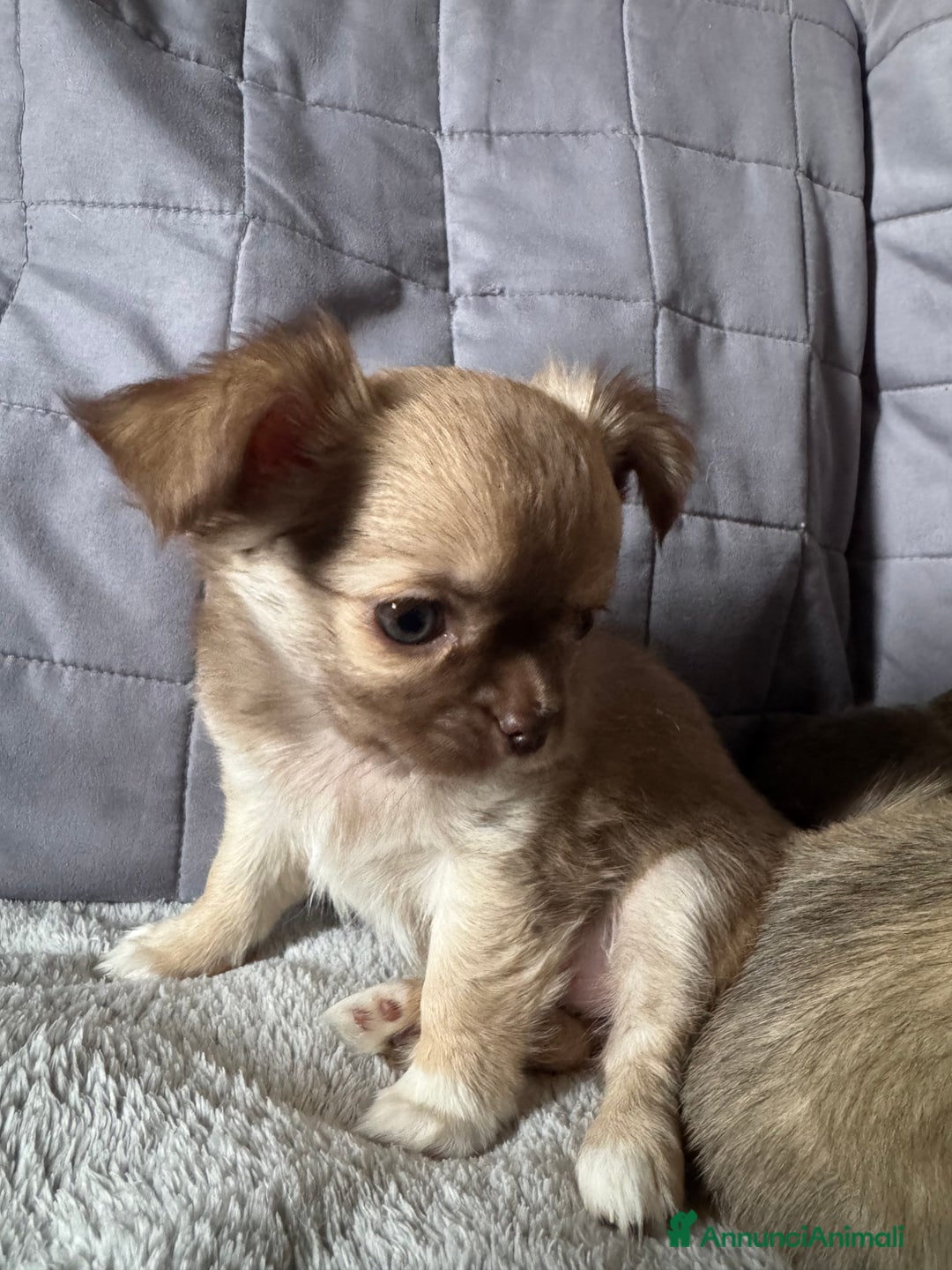 Chihuahua cani in vendita: Chihuahua pelo lungo - Annuncio 2