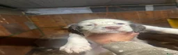 Setter Inglese cani in vendita: Setter inglesi bianco fegato - Annuncio 2