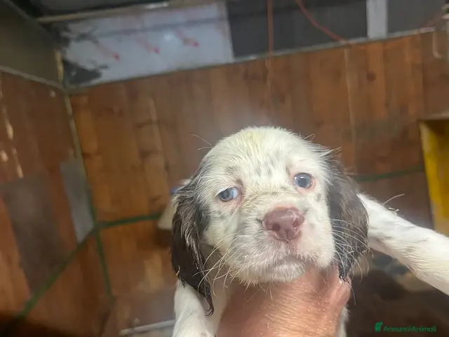 Setter Inglese cani Setter inglesi bianco fegato - Annuncio 2