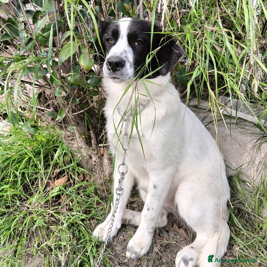 Meticcio cani in regalo: Pesca bella dolce tranquilla - Annuncio 5