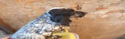 Setter Inglese cani in vendita: CUCCIOLO SETTER INGLESE - Annuncio 3