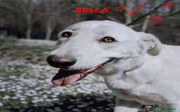 Meticcio cani in regalo: BELLA 2anni buona festosa tg media a Città Metropolitana di Firenze - Immagine 4