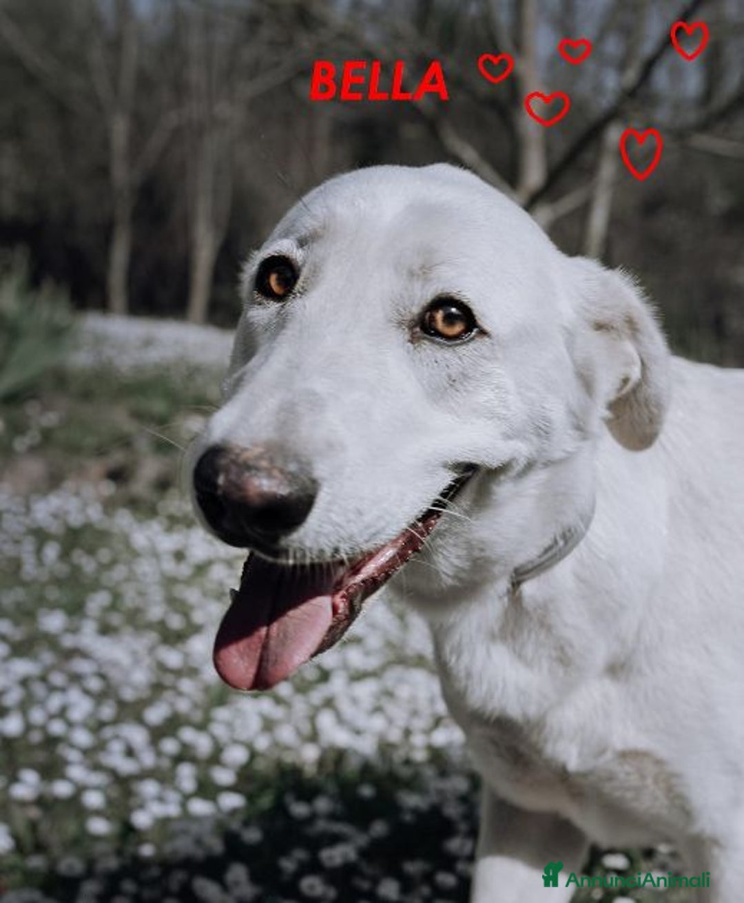 Meticcio cani in regalo: BELLA 2anni buona festosa tg media a Città Metropolitana di Firenze - Immagine 4