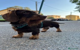 Bassotto cani per accoppiamento: Cercasi monta per il mio bassotto maschio a Provincia di Livorno - Immagine 4