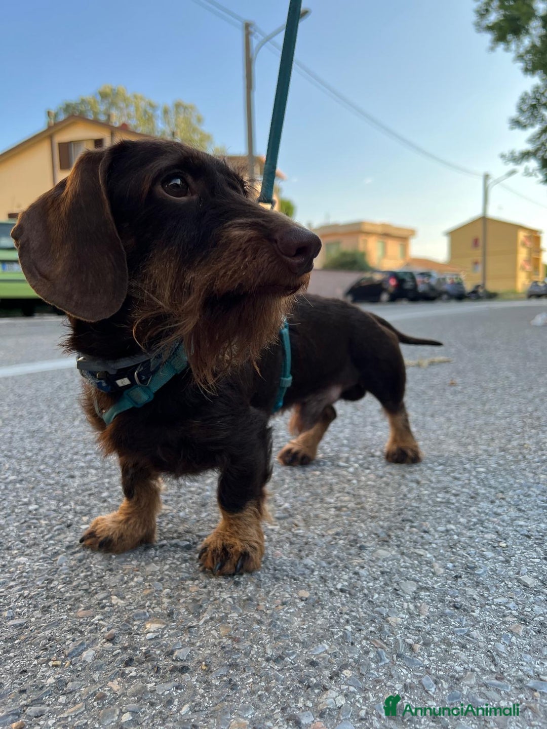 Bassotto cani per accoppiamento: Cercasi monta per il mio bassotto maschio a Provincia di Livorno - Immagine 4