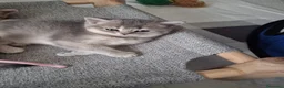 Scottish gatti in vendita: Splendidi cuccioli Scottish Straight – Modena - Annuncio 10