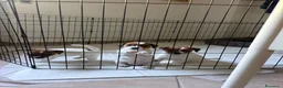 Jack Russell cani in vendita: Cuccioli di Jack Russel Terrier con pedigree ENCI - Annuncio 4