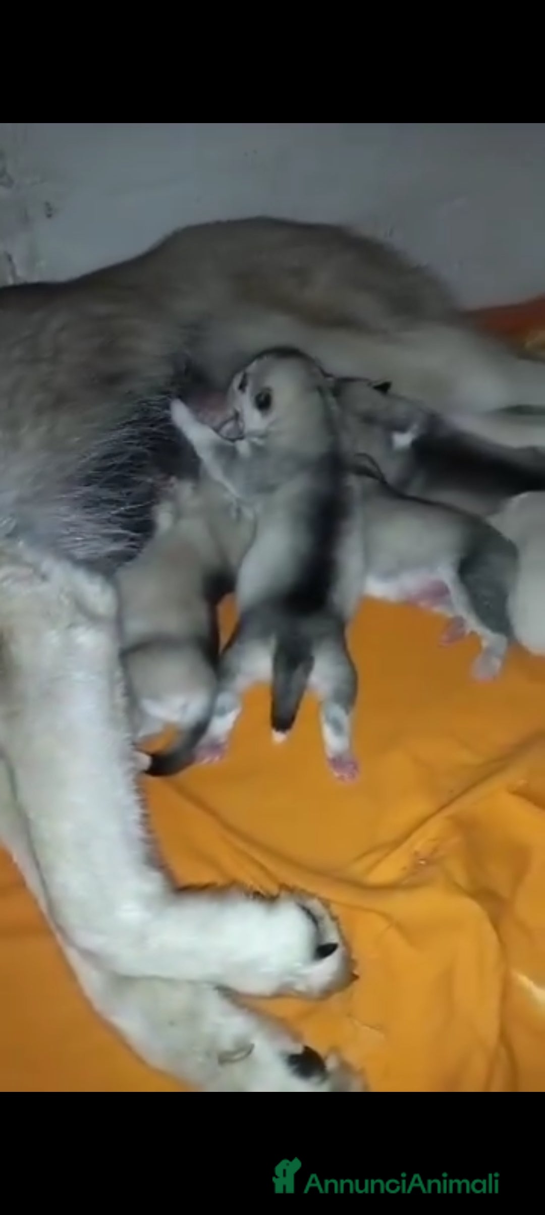 Husky cani Siberian husky con pedegree - Annuncio 2