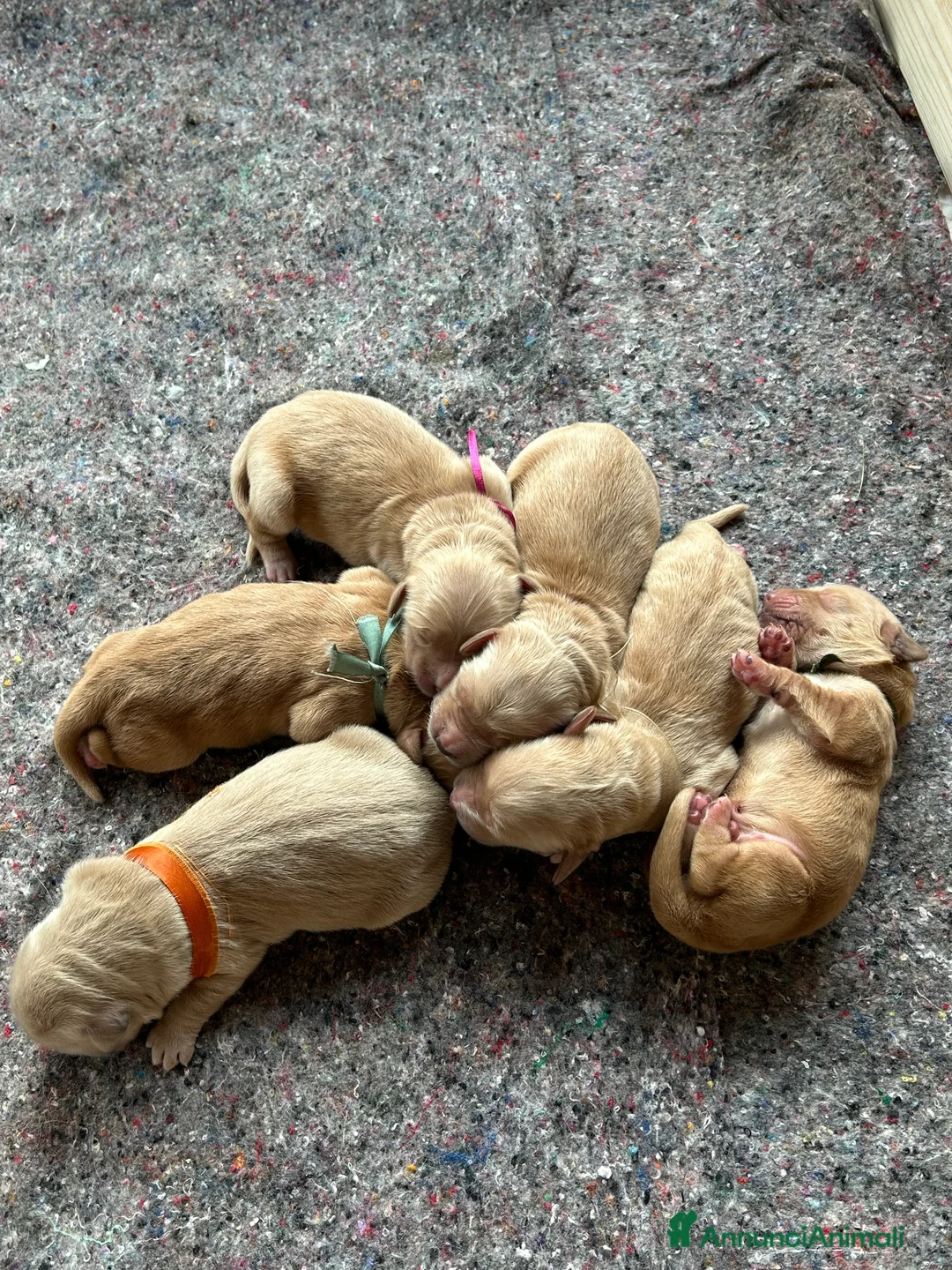 Golden Retriever cani in vendita: Cuccioli Golden Retriever con pedigree a Provincia di Cuneo - Annuncio 2