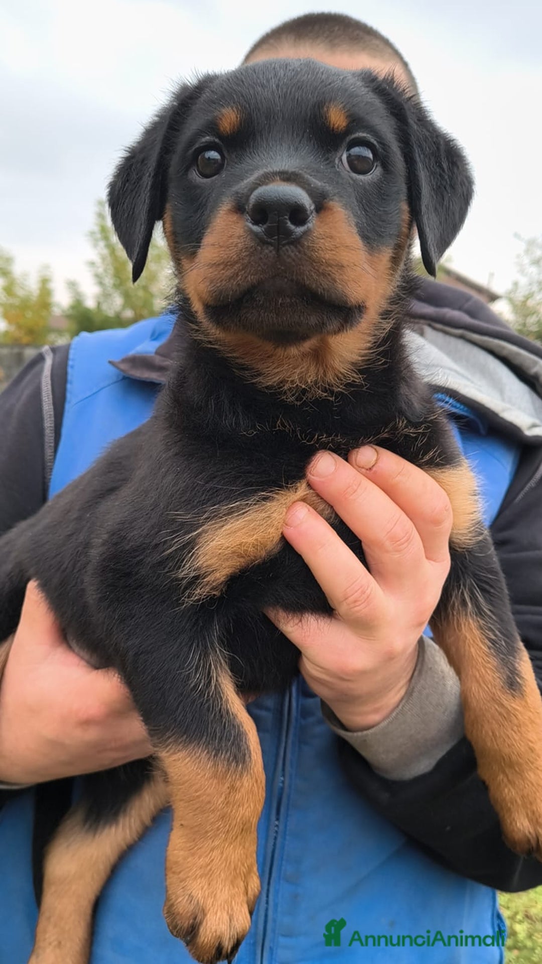 Rottweiler cani in vendita: Karma e Kelly - Cucciole Rottweiler Pedigree Enci - Annuncio 2
