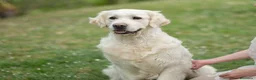 Golden Retriever cani in vendita: Cuccioli di Golden retriever disponibili  - Annuncio 14