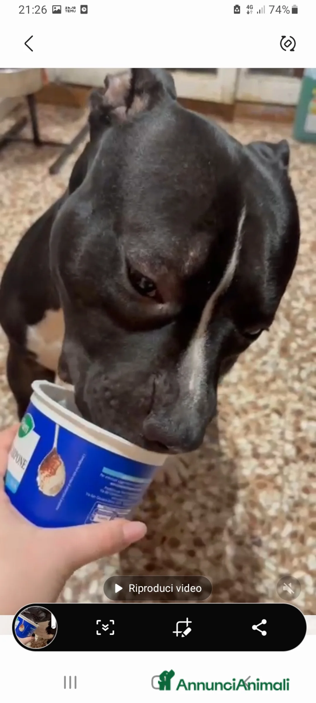 American Bully cani in regalo: American Bully 2anni e 1/2 dal divano al box TORIN - Annuncio 7