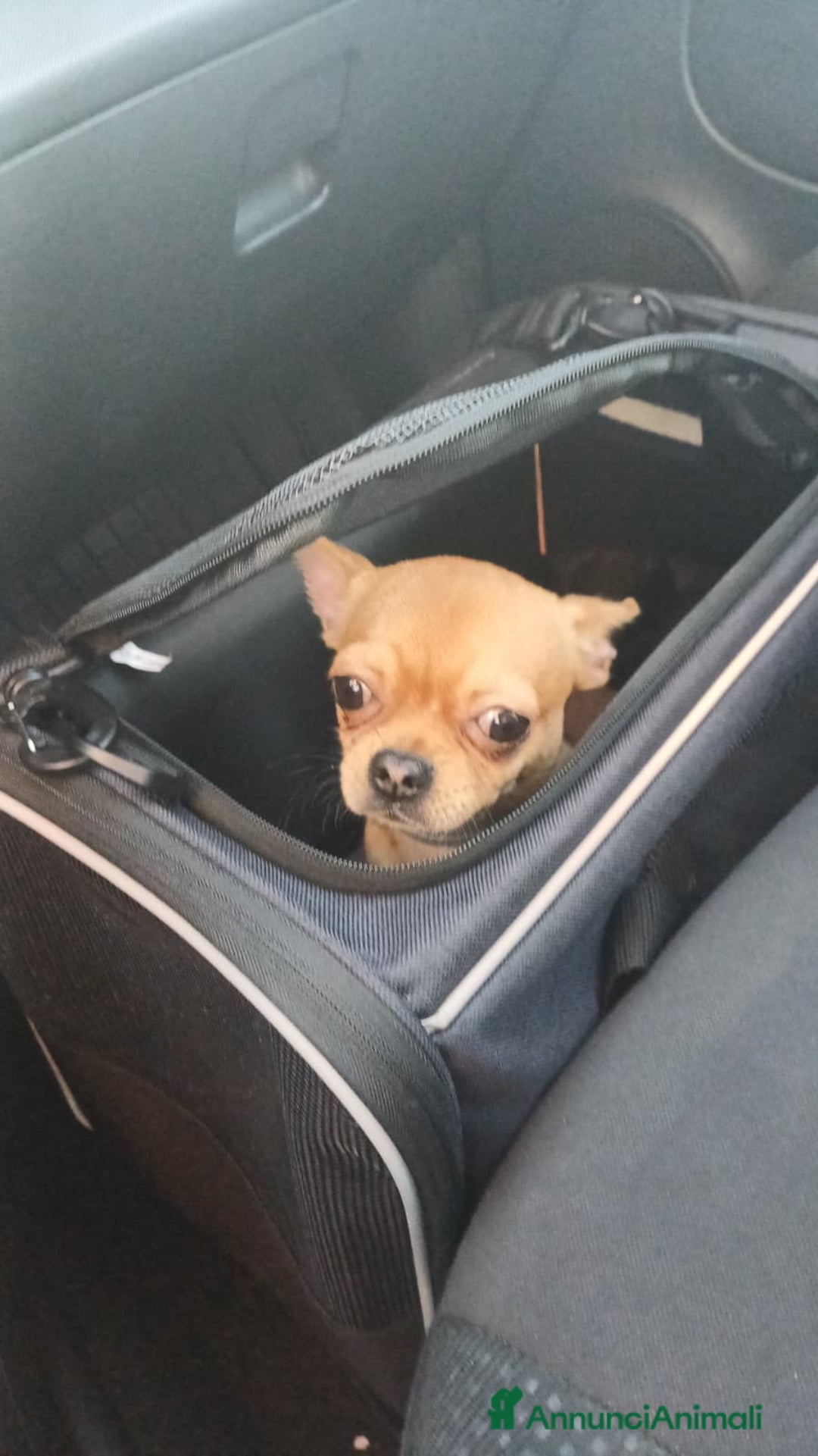 Chihuahua cani in vendita: Chihuahua pelo corto 14 mesi guinzaglio traversina - Annuncio 6