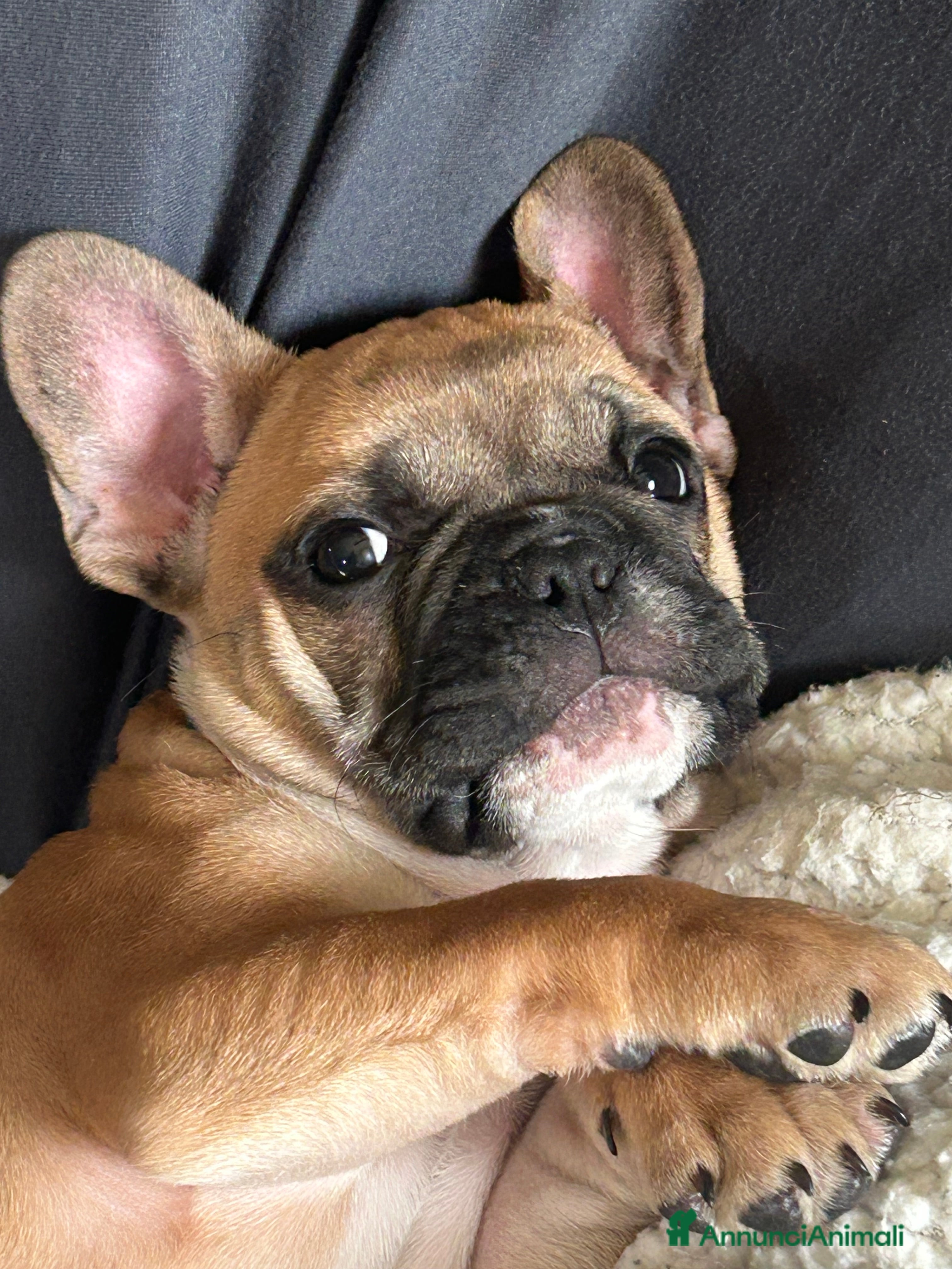 Bulldog Francese cani Bulldog francese - Annuncio 2