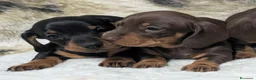 Bassotto cani in vendita: Bassotti Nani - Annuncio 1