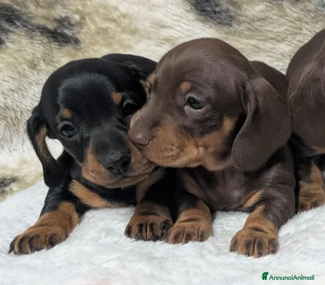 Bassotto cani in vendita: Bassotti Nani - Annuncio 1