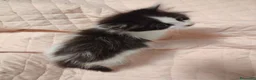 Siberiano gatti in vendita: Cucciolini di gatto siberizno cresciuti in casa - Annuncio 15