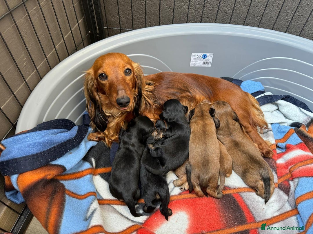 Bassotto cani in vendita: cuccioli di bassotto tedesco pelo lungo a Provincia di Modena - Immagine 8