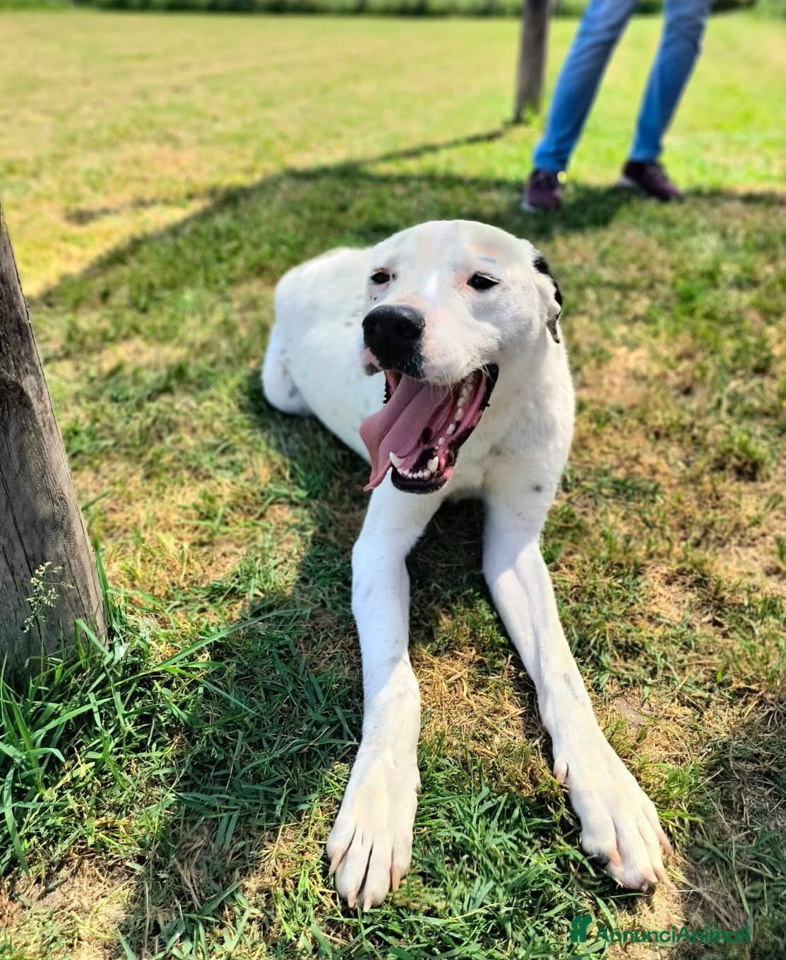 Altre razze cani in regalo: ROSARIO, mix di simpatia unica - Annuncio 3