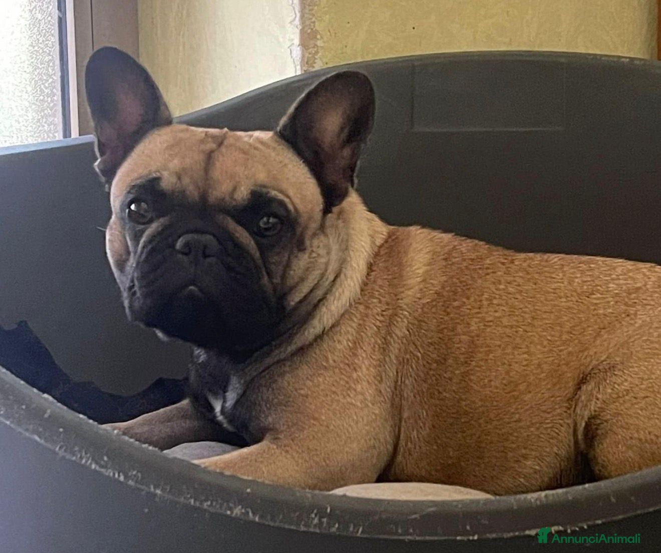 Bulldog Francese cani Bulldog francese  - Annuncio 1