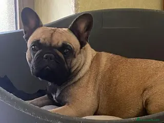 Bulldog Francese cani Bulldog francese - Annuncio 1