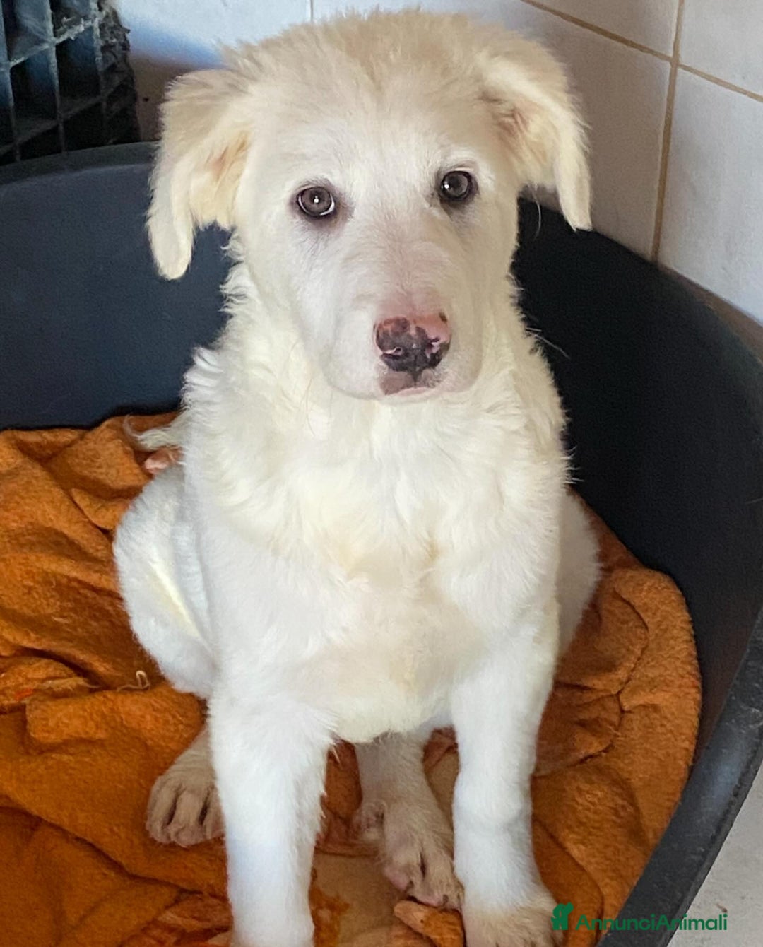 Meticcio cani in regalo: Aurora cucciola 5 mesi cerca casa - adozione  - Annuncio 5