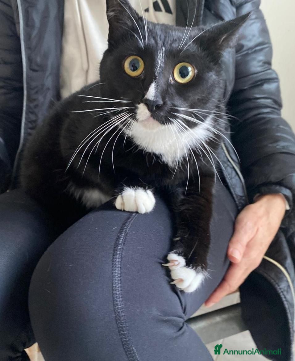 Europeo gatti Lara dolcissima gattina non può tornare in strada - Annuncio 41