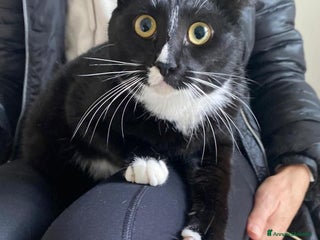 Europeo gatti Lara dolcissima gattina non può tornare in strada - Annuncio 6