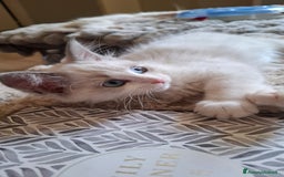 Ragdoll gatti in vendita: Ragdoll  con Pedigree .Pagamento anche a rate  a Province of Asti - Immagine 7