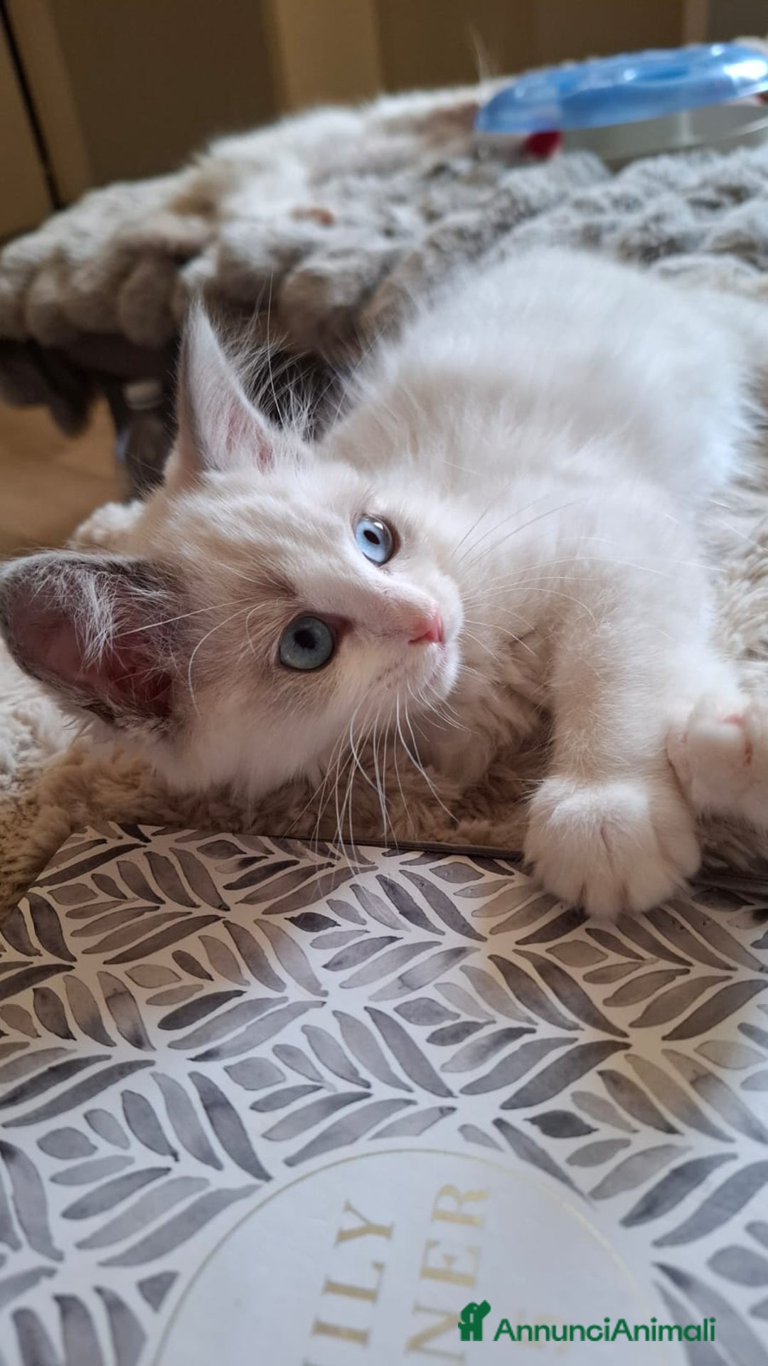 Ragdoll gatti in vendita: Ragdoll  con Pedigree .Pagamento anche a rate  a Province of Asti - Immagine 7
