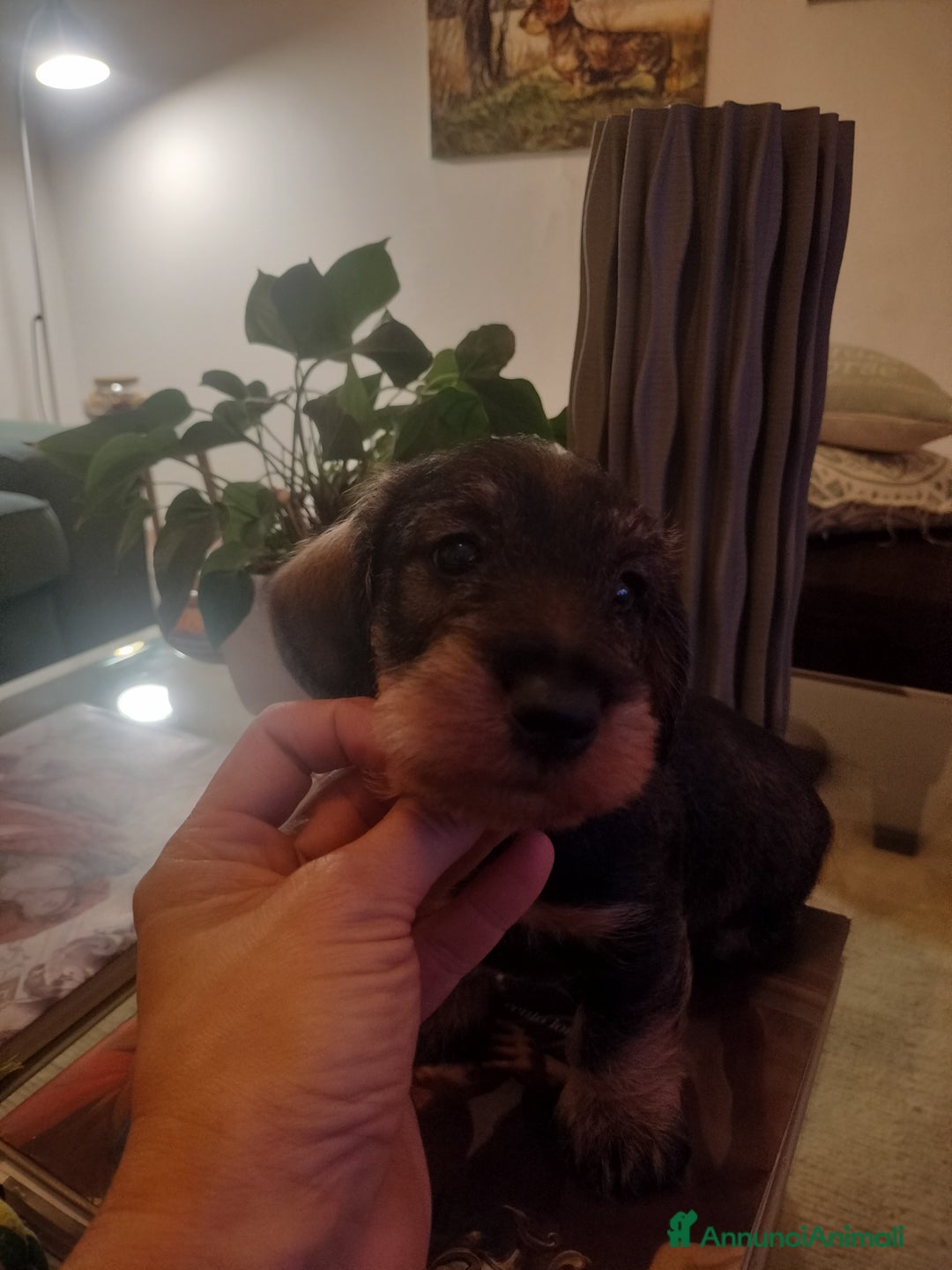 Bassotto cani in vendita: Bassotti a pelo duro  - Annuncio 3