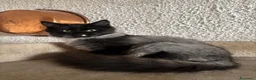 Siberiano gatti in vendita: Gattino siberiano ipoallergenico  - Annuncio 4