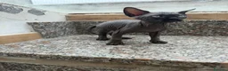 Sphynx gatti in vendita: Gatti sphynx - Annuncio 4